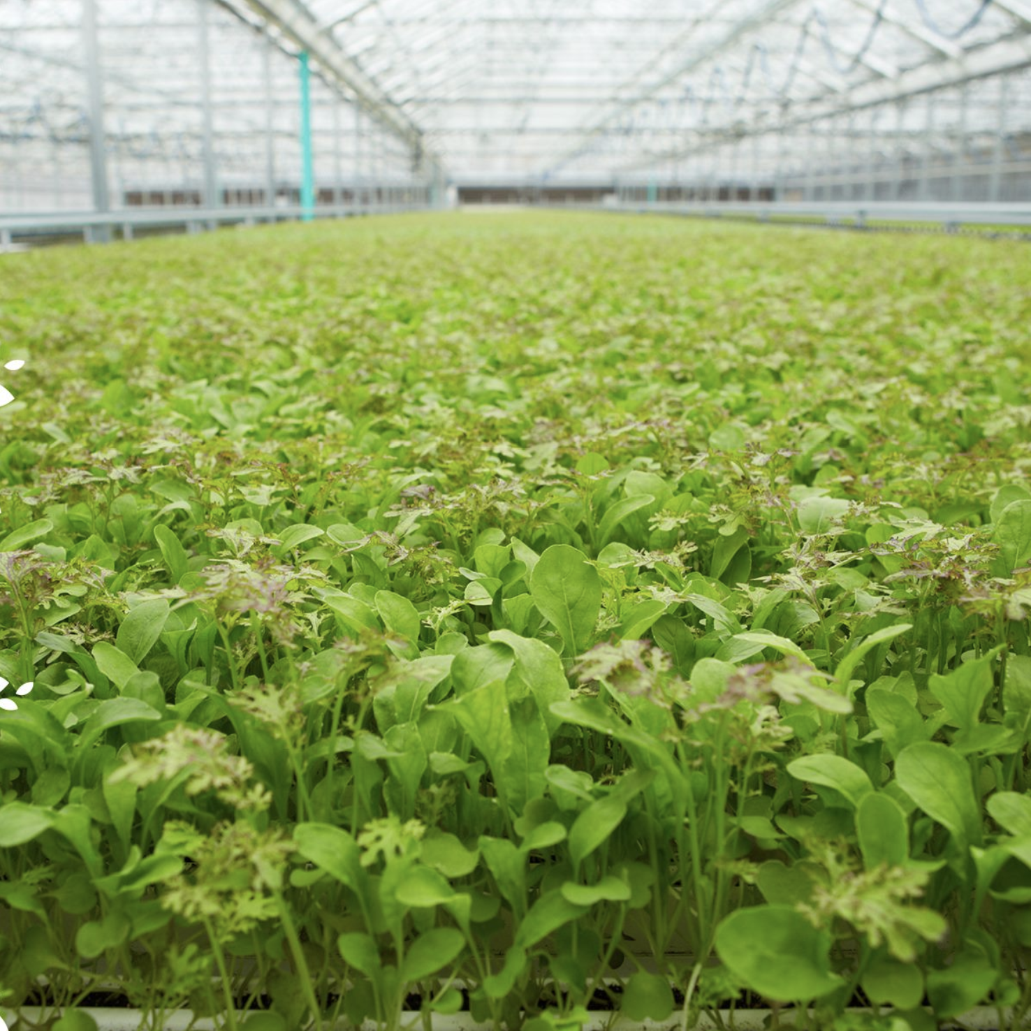 Screen Shot 2020-12-05 at 2.05.29 PM